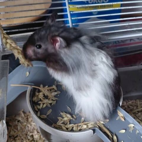 Cookie, Hamster Syrien Angora 10 26300 Bourg-de-p�age