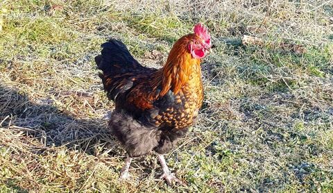 Marans noir cuivr&eacute; ? 3 jeunes coqs calmes 12 71330 Saint-germain-du-bois