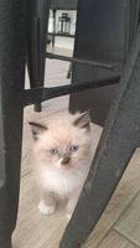   chatons scottish fold 