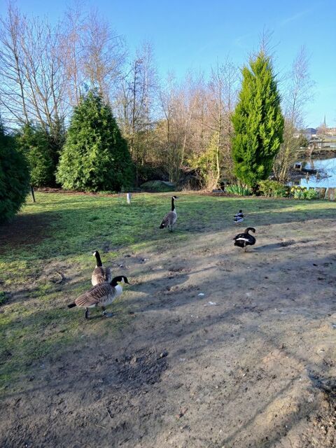 Femelle grande bernache du canada 0 59710 M�rignies