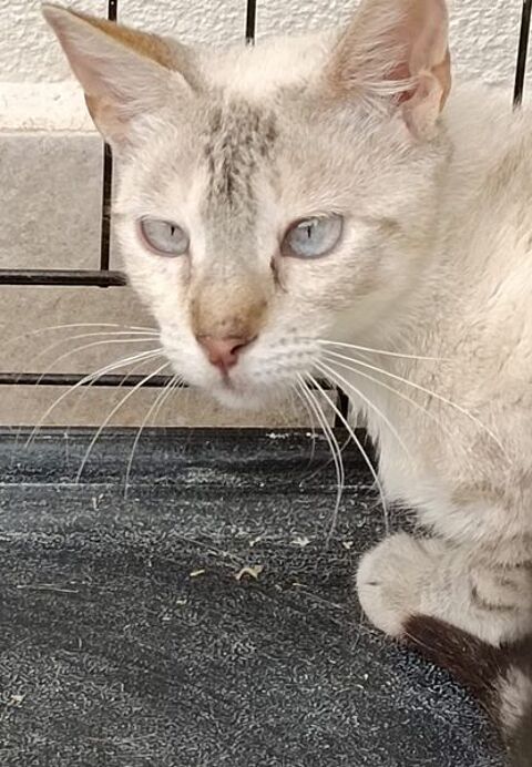 NEKA 220 95610 ragny