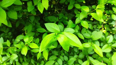 Plusieurs pieds de tro�ne �  vendre environ 2 m plus ou moins 8 Wasquehal (59)