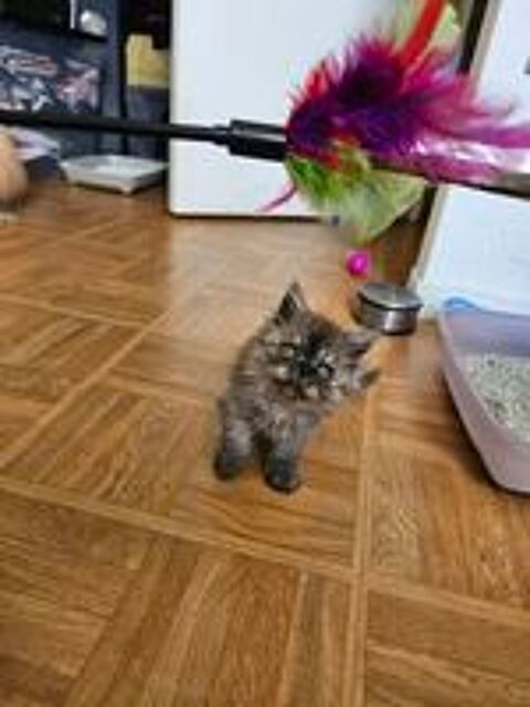   Chatons persans  