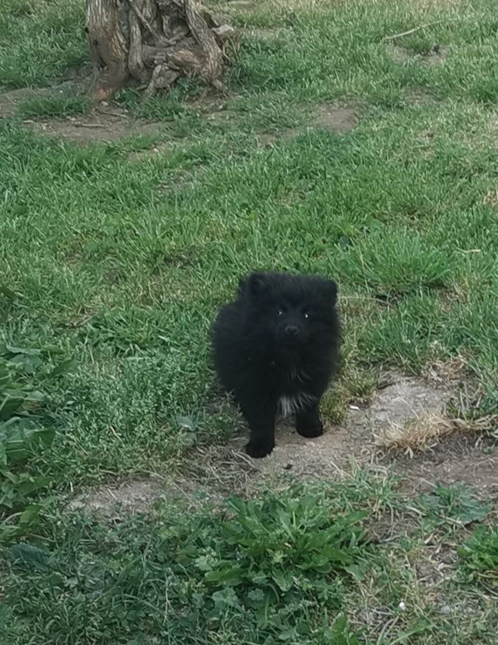   Magnifique spitz mâle  