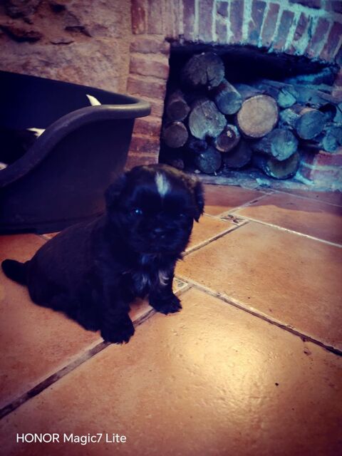 Chiots SHIH TZU 900 85110 Sainte-c�cile