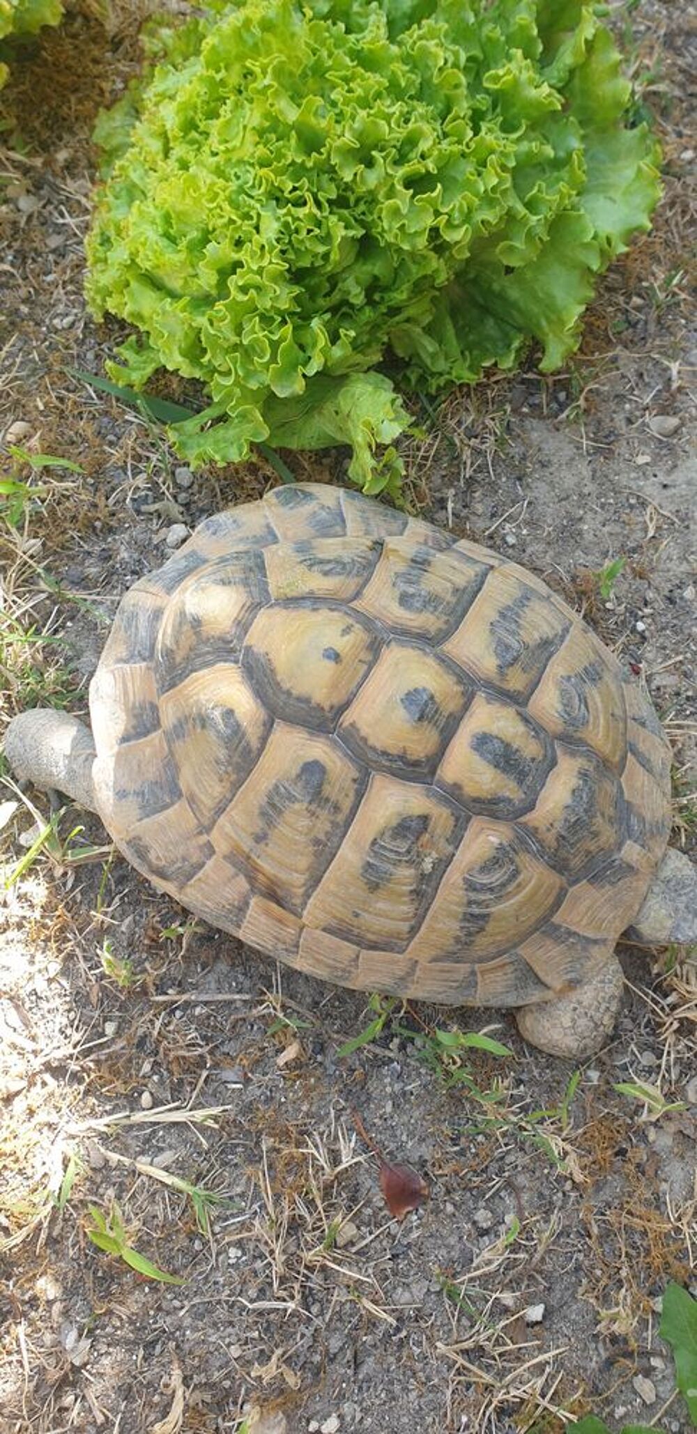   TORTUE MAL REPRODUCTEUR 