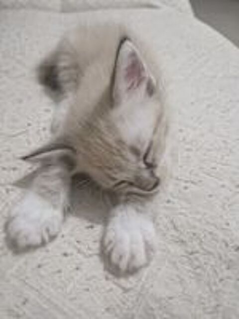   A réservé 3 chatons Siamois Siamois Thaï . 