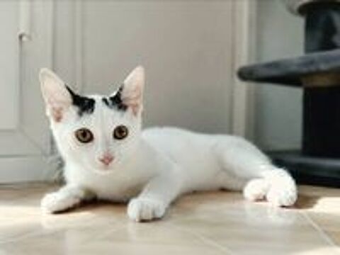   Orus adorable chaton 4 mois cherche famille 