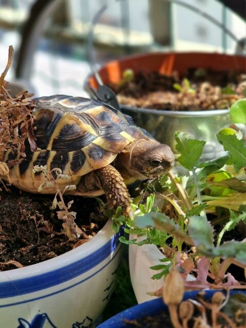 Tortue de terre 100 69100 Villeurbanne