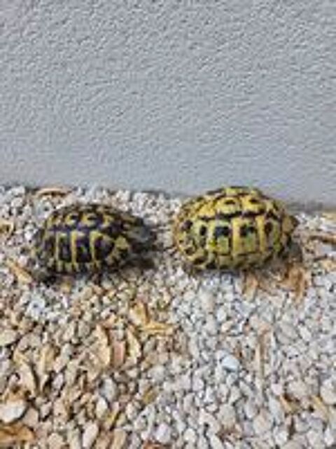   tortues Hermann 
