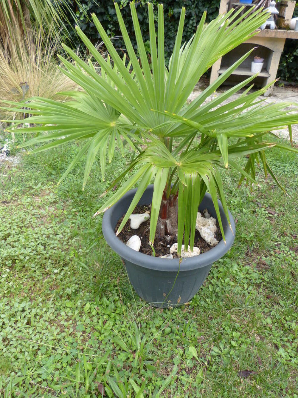 PALMIER CHANVRE Jardin