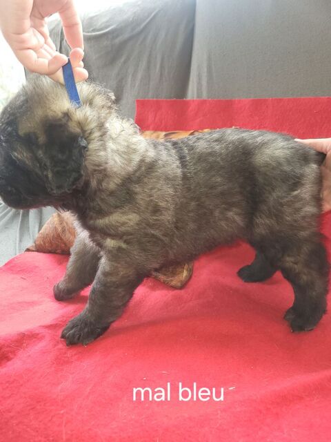 Chiot leonberg  
1700 50150 Sourdeval