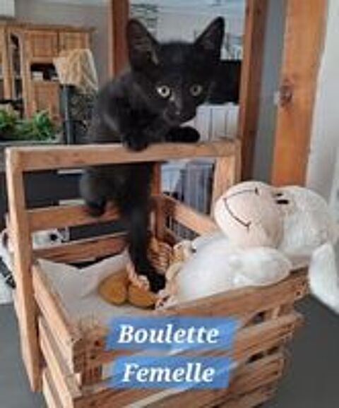   boulette 