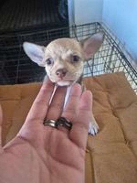   bébé chihuahua  