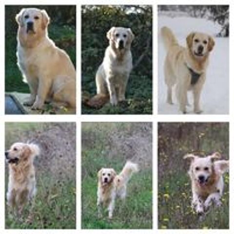   A réserver Magnifiques Chiots Golden Retriever 