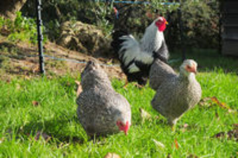   Poules Wyandotte 
