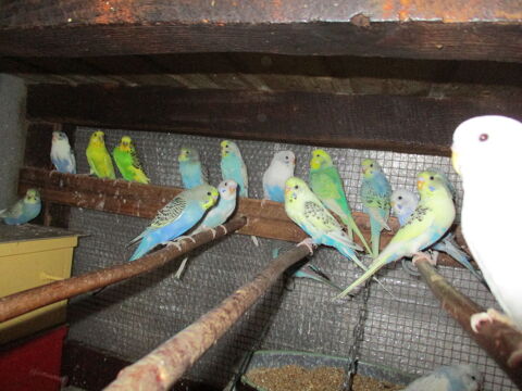 Perruches 10 42210 Saint-cyr-les-vignes