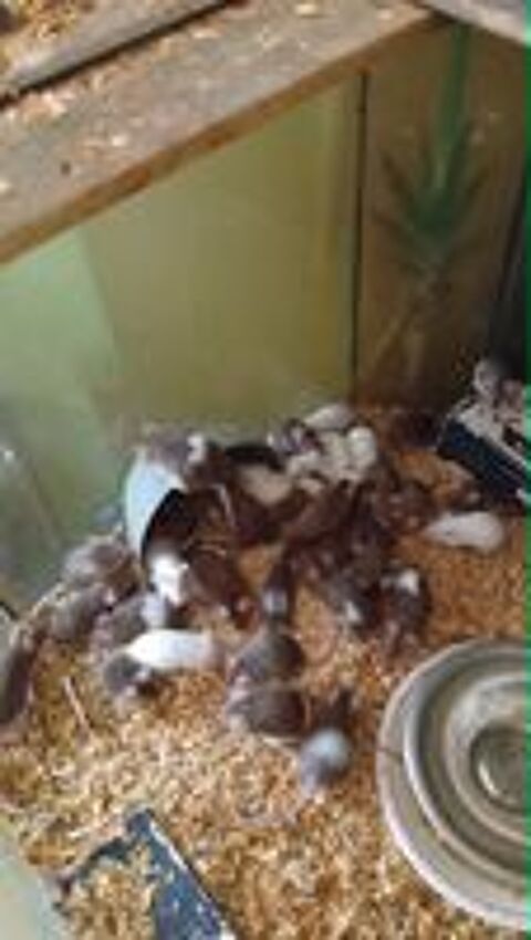   souris domestique 