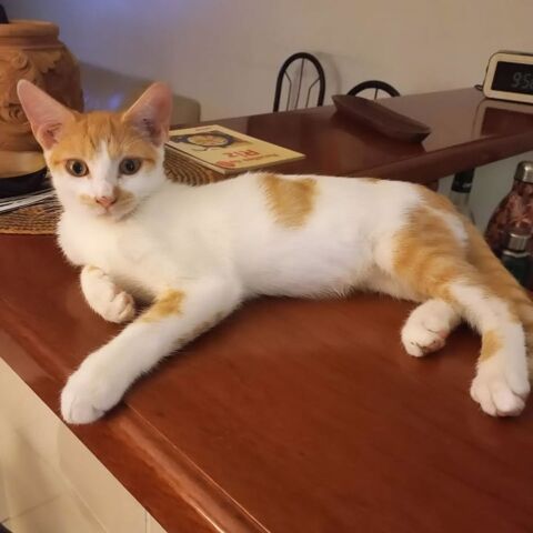 ✨️ CALIPPO ✨️ 🐱 210 85000 Mouilleron-le-captif