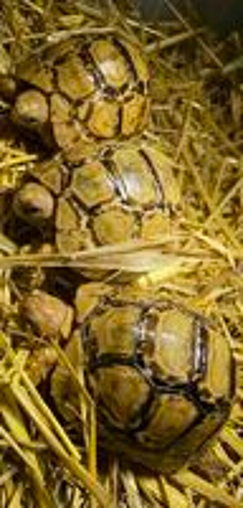   Tortue pardalis Somalica 