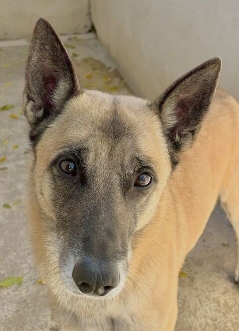 TACOS, berger, 5 ans 200 34500 B�ziers