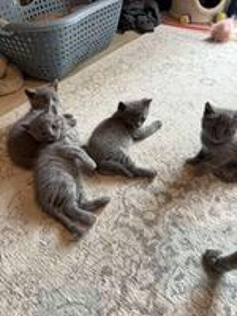   4 petits mâles (tous réservés pour le moment) 