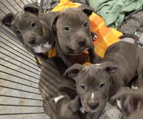 Chiot am&eacute;ricain staffordshire terrier 1200 44670 La chapelle-glain