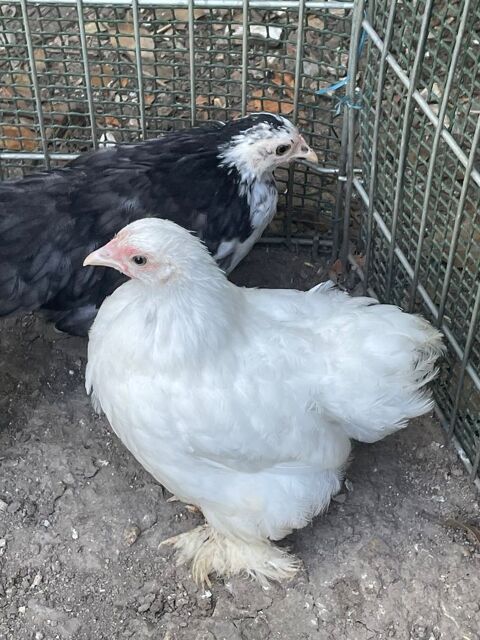 Jeune poule et coq P&eacute;kin 12 60650 Le mont-saint-adrien