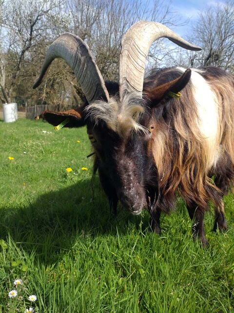 TEREK, magnifique grand bouc à adopter via l'association UMA 50 44170 Abbaretz