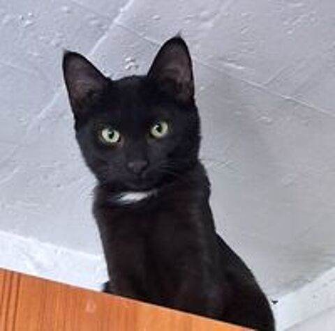   Petite panthère noire racée adorable 