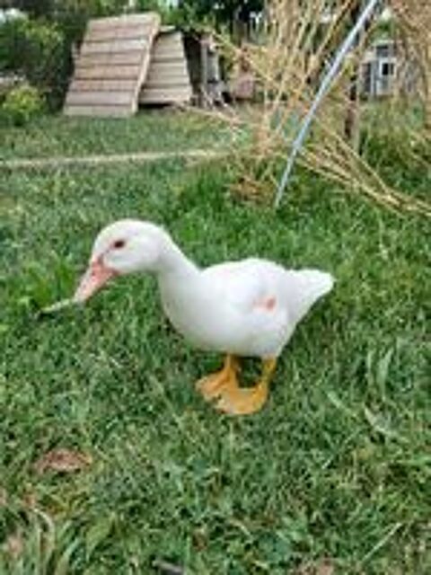   poussin  