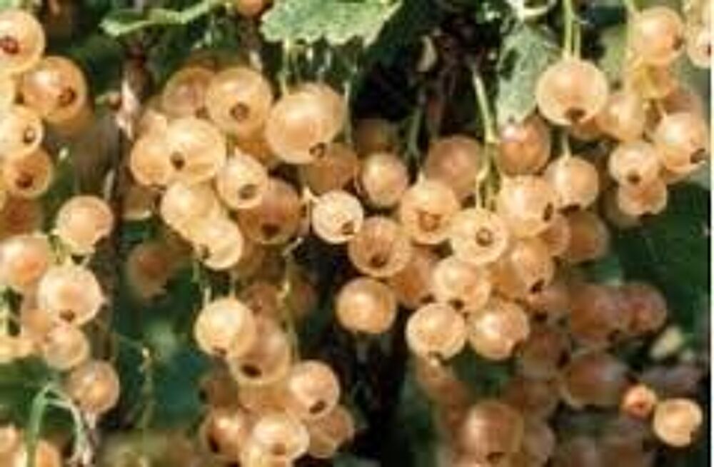 5 plants de groseilliers blancs Jardin