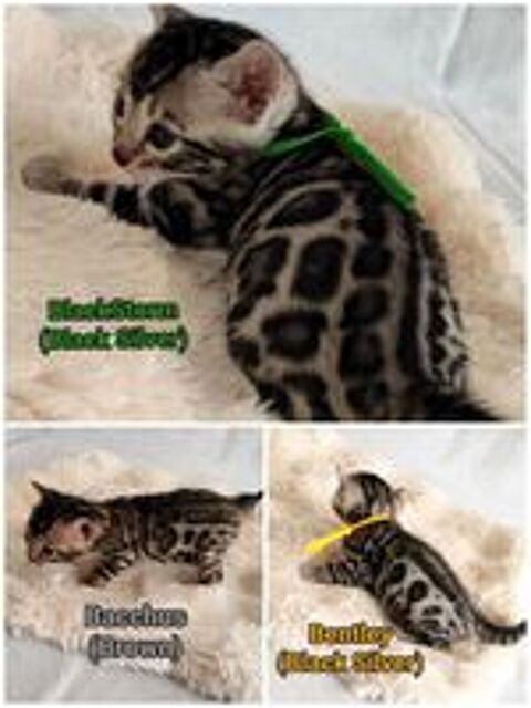   Bengals LOOF (Brown, Silver et Melanistic/Smoke) 