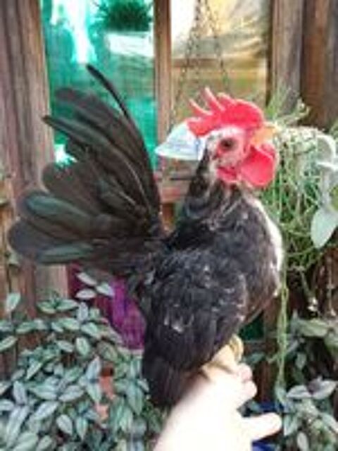   Coq serama Malais 