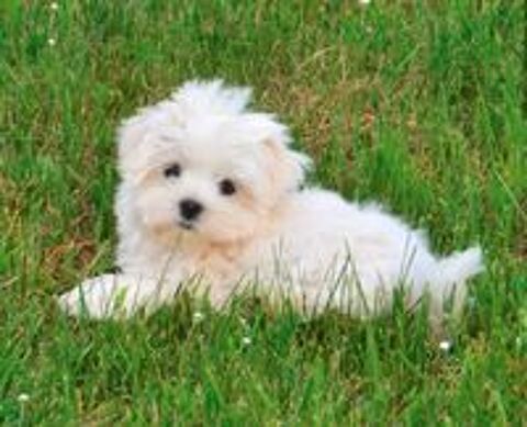   Adorable chiot bichon maltais mâle 