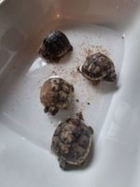   Bb tortue de terre graeca 
