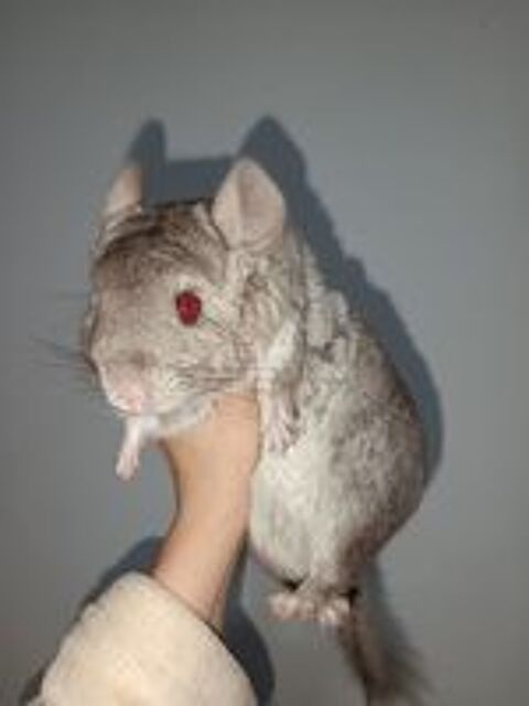   2 Chinchilla  