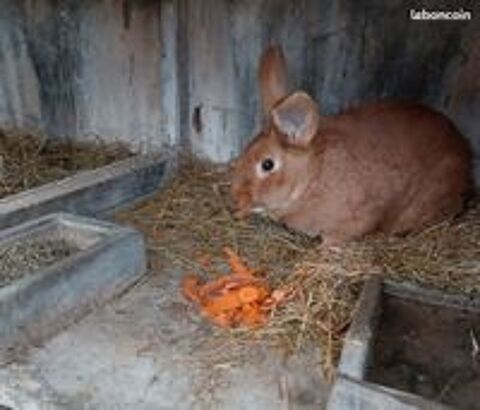   ECHANGE LAPIN 