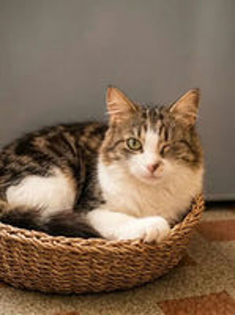   Diva chatte adorable 1 an cherche famille 