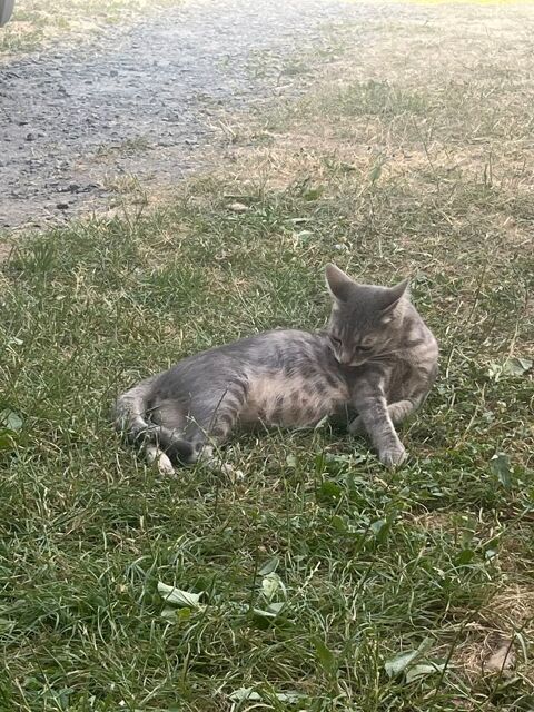 Chat enceinte 2de 2 mois 0 69290 Craponne