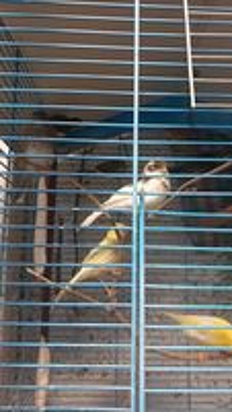   Canaris 