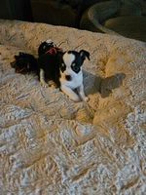   chiot chihuahua  