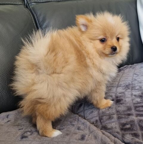 A réserver chiots spitz nains  1150 17000 La rochelle