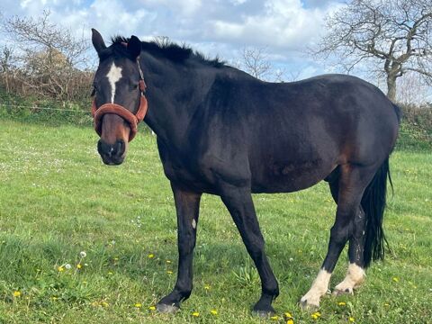 Denver hongre de 22 ans 300 29200 Brest