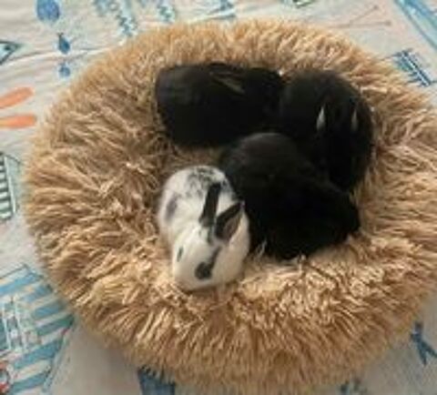   lapins extras nains  