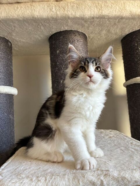 Chaton Maine coon LOOF  1000 83100 Toulon