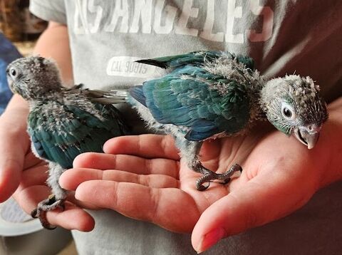 Conures pyrrhura Molinae EAM 130 44190 Gtign