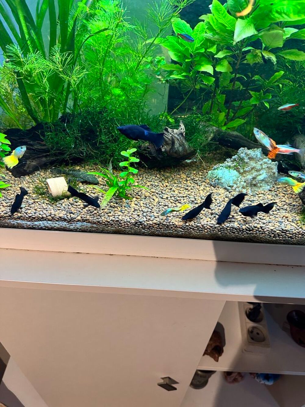poisson, black Molly Jardin