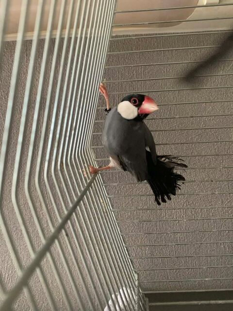 Padda 20 60700 Pont-sainte-maxence