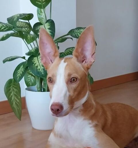 ESTRELLA 300 27620 Gasny